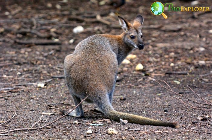 What Do Antilopine Kangaroos Eat? What Do Antilopine Kangaroos Eat?
