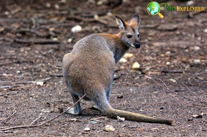 What Do Antilopine Kangaroos Eat?