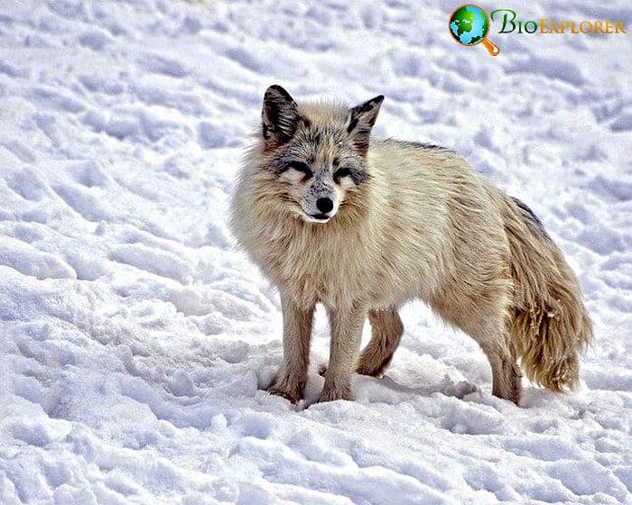 What Do Arctic Foxes Eat? What Do Arctic Foxes Eat?