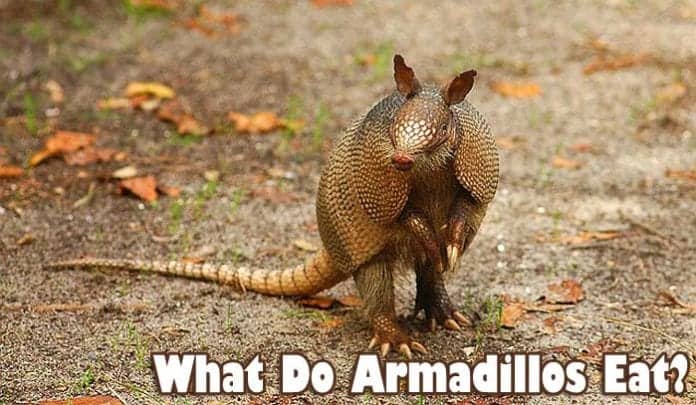what do armadillos eat? what do armadillos eat?