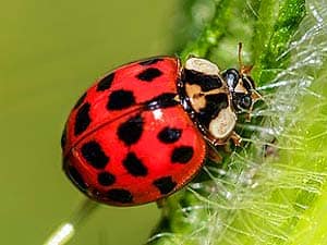 What do Asian Lady Beetles eat?
