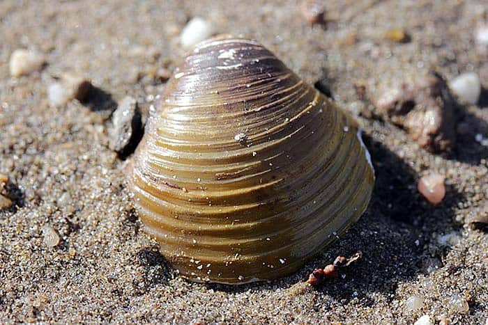 What do Asiatic Clams eat?