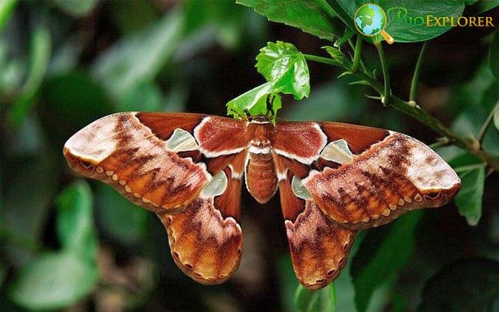 What Do Atlas Moths Eat? What Do Atlas Moths Eat?
