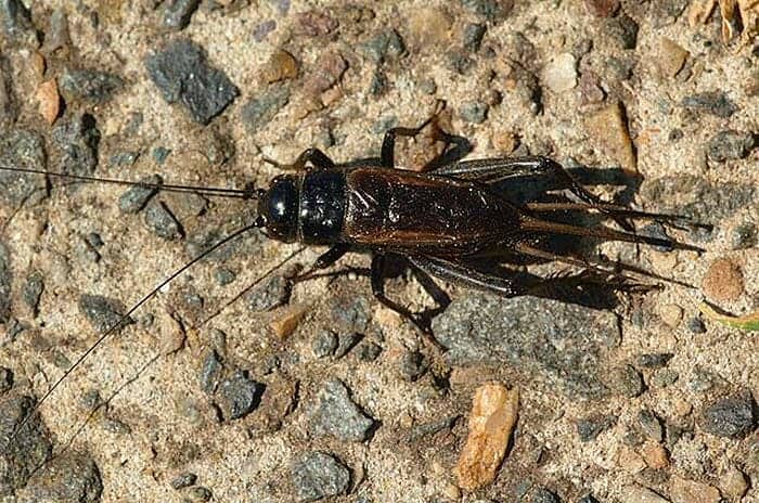 Australian Field Cricket Diet Australian Field Cricket Diet