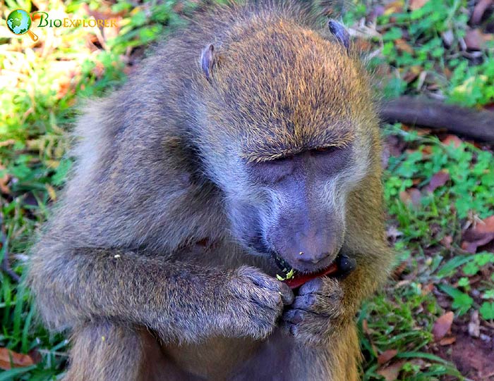 what do baboons eat? what do baboons eat?