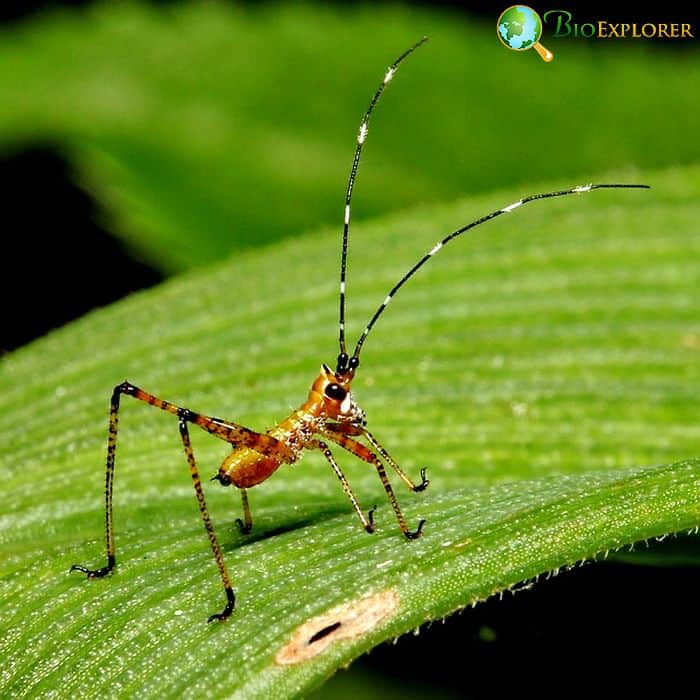 What Do Baby Crickets Eat? What Do Baby Crickets Eat?