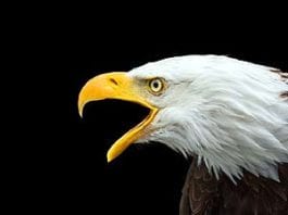 What Do Eagles Eat? | Eagles Diet By Types | What Eats Eagles?