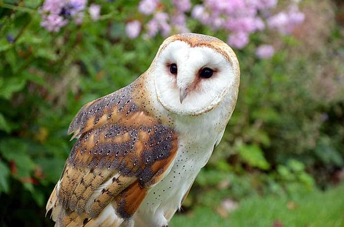 What do barn owls eat?