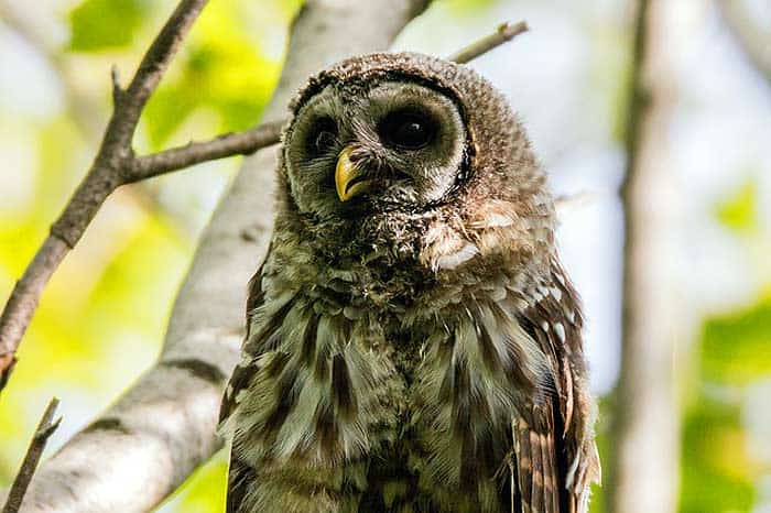 What do barred owls eat?