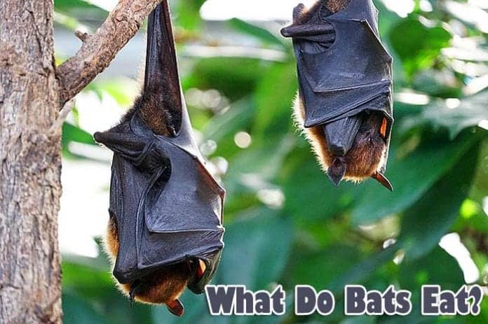 What do bats eat? What do bats eat?
