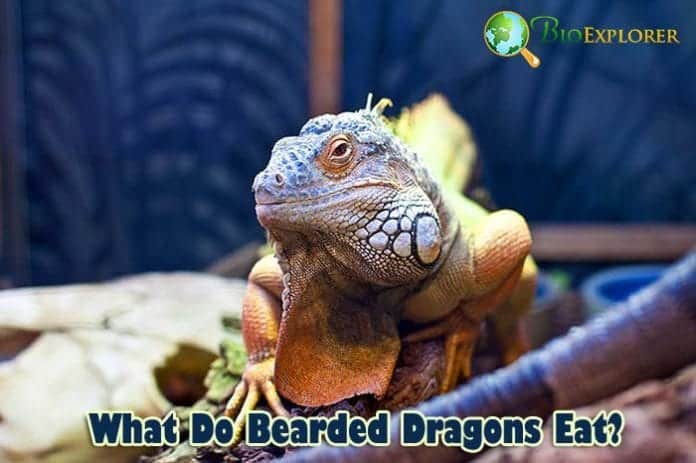 What Do Bearded Dragons Eat? What Do Bearded Dragons Eat?