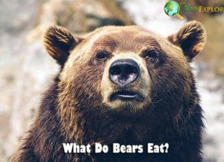 What Do Bears Eat?