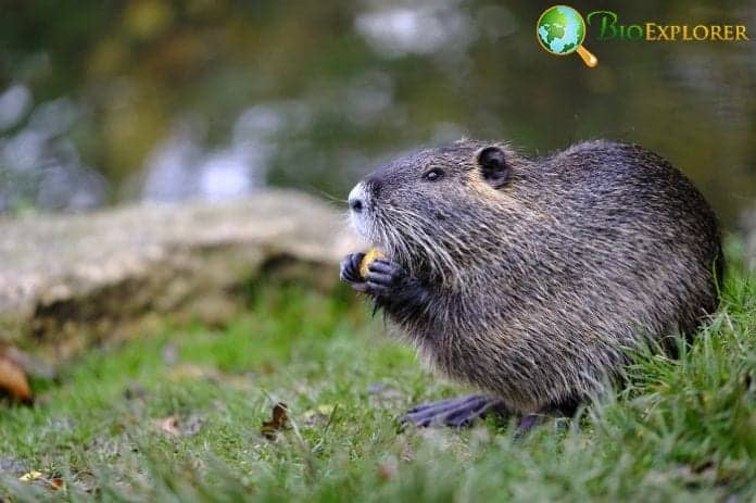 What Do Beavers Eat? What Do Beavers Eat?