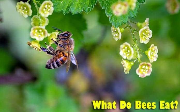 What Do Bees Eat? What Do Bees Eat?