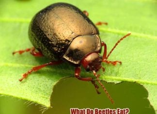 What Do Beetles Eat?