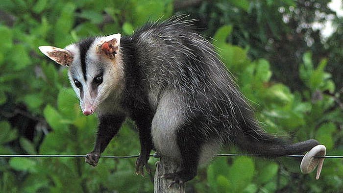 What do big-eared opossums eat? What do big-eared opossums eat?