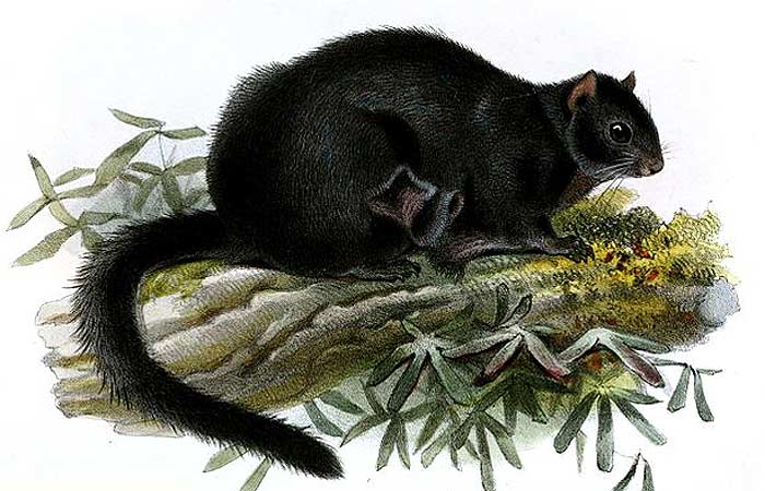 What do black flying squirrels eat? What do black flying squirrels eat?