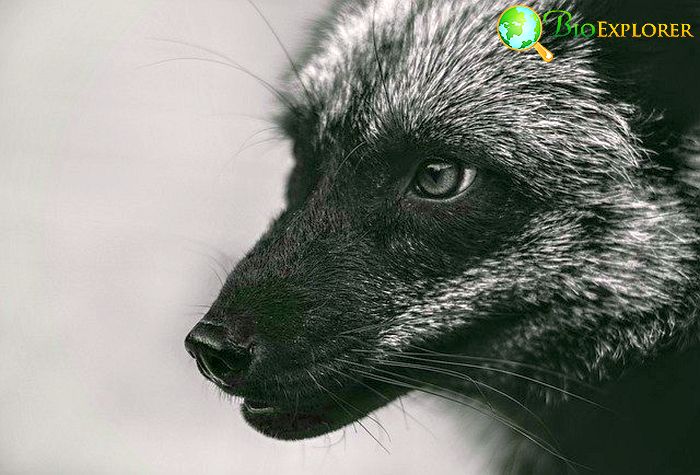 blandford fox predators blandford fox predators
