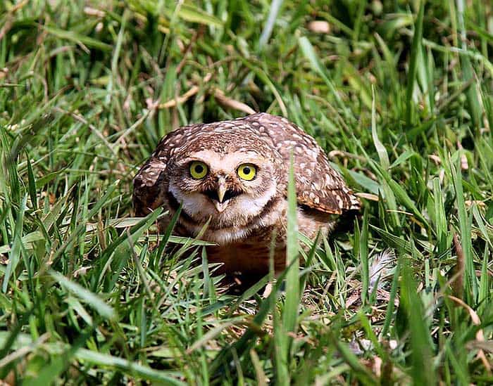 What do borrowing owls eat?