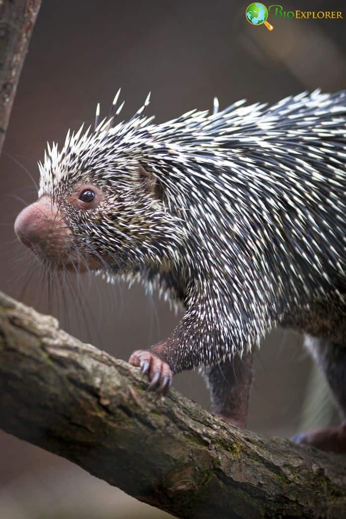 What Do Brazilian Porcupines Eat? What Do Brazilian Porcupines Eat?