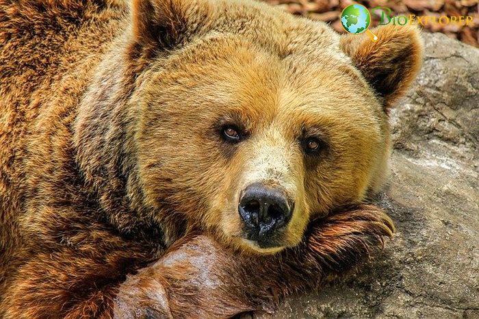 What Do Brown Grizzly Bears Eat? What Do Brown Grizzly Bears Eat?
