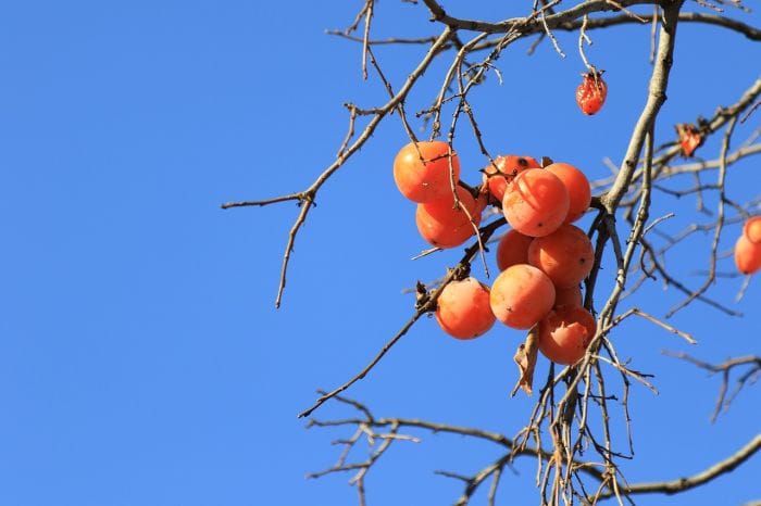 what do brown red-eared guenons? (Persimmons) what do brown red-eared guenons? (Persimmons)