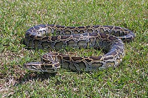 what do burmese pythons eat?