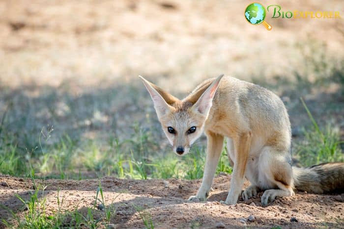 What Do Cape Foxes Eat? What Do Cape Foxes Eat?