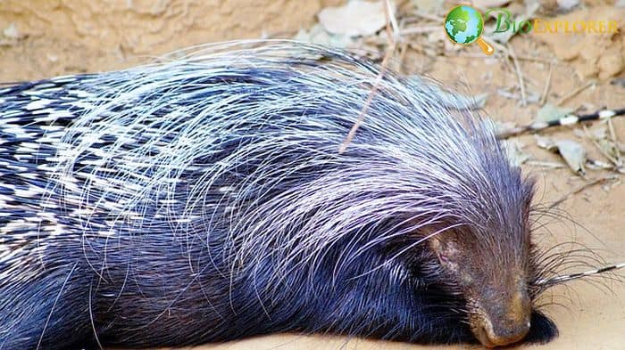 What Do Cape Porcupines Eat? What Do Cape Porcupines Eat?