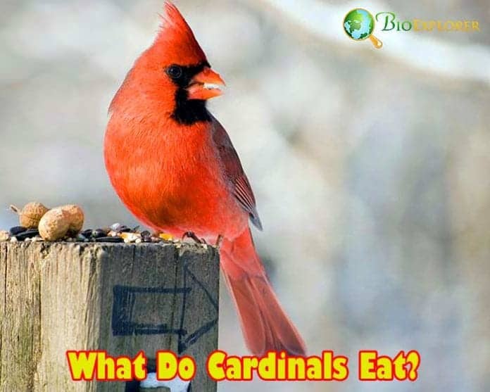 What Do Cardinals Eat? What Do Cardinals Eat?