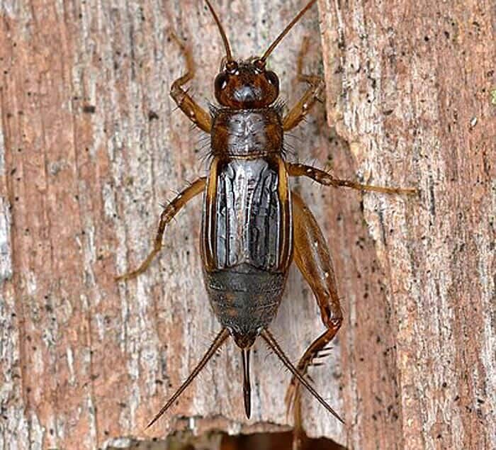 What Do Carolina Ground Crickets Eat? What Do Carolina Ground Crickets Eat?
