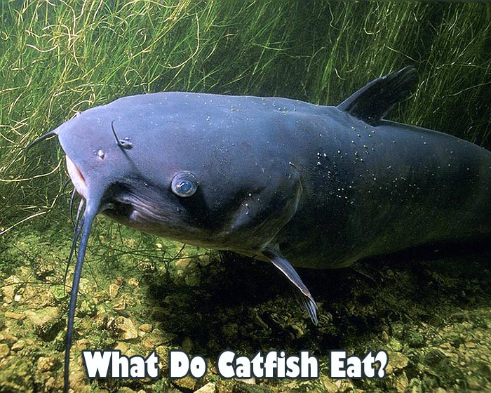 What Do Catfish Eat?, Catfish Diet By Types