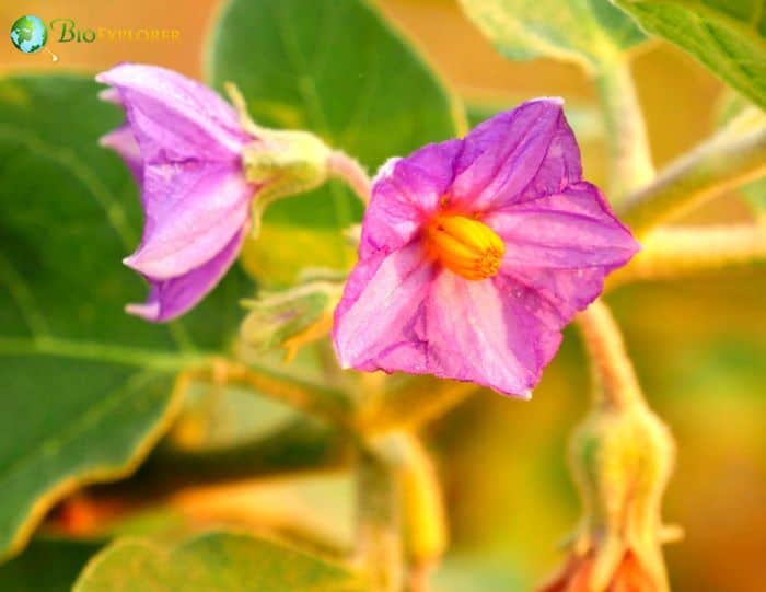 What Do Chacma Baboons Eat? (Solanum incanum) What Do Chacma Baboons Eat? (Solanum incanum)