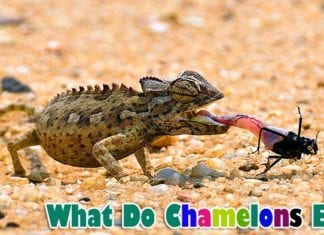 What Do Chameleons Eat?