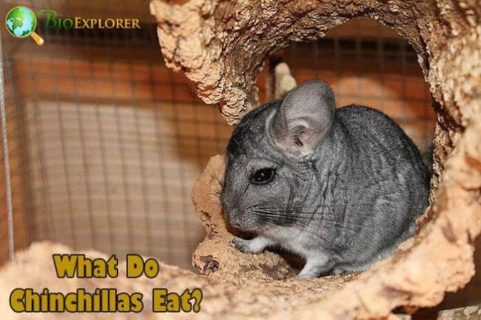 What Do Chinchillas Eat? What Do Chinchillas Eat?