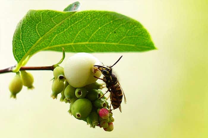What Do Wasp Eat Wasps Diet By Types What Eats Wasps