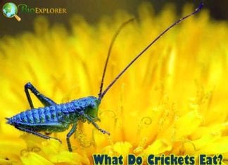 What Do Crickets Eat?