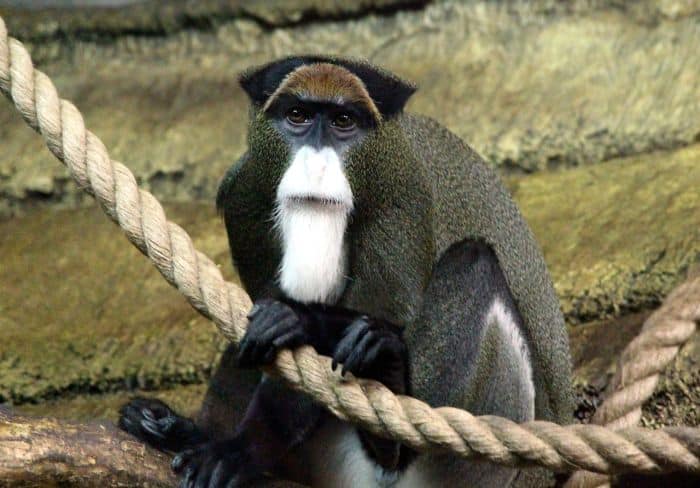 What Do De Brazza's Monkeys Eat? What Do De Brazza's Monkeys Eat?