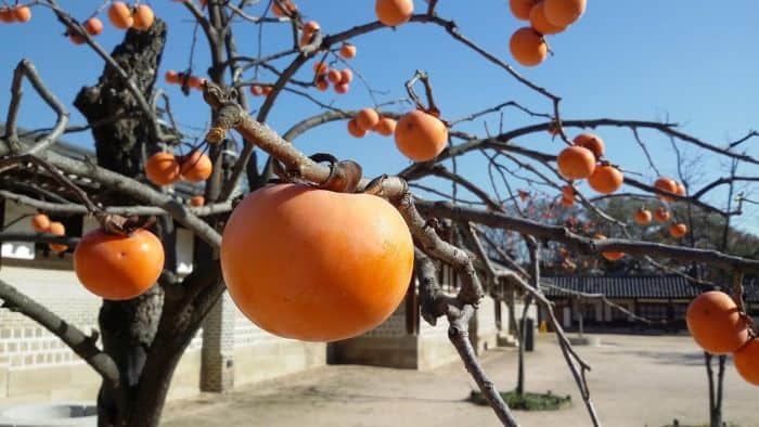 What Do Diana Monkeys Eat? Persimmons What Do Diana Monkeys Eat? Persimmons