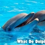 what do dolphins eat?