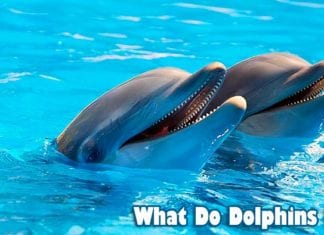 what do dolphins eat?
