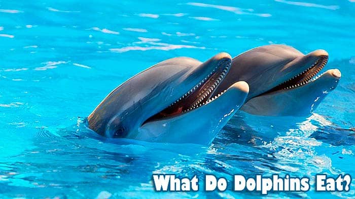 What Do Dolphins Eat Dolphin Diets By Types Biology Explorer