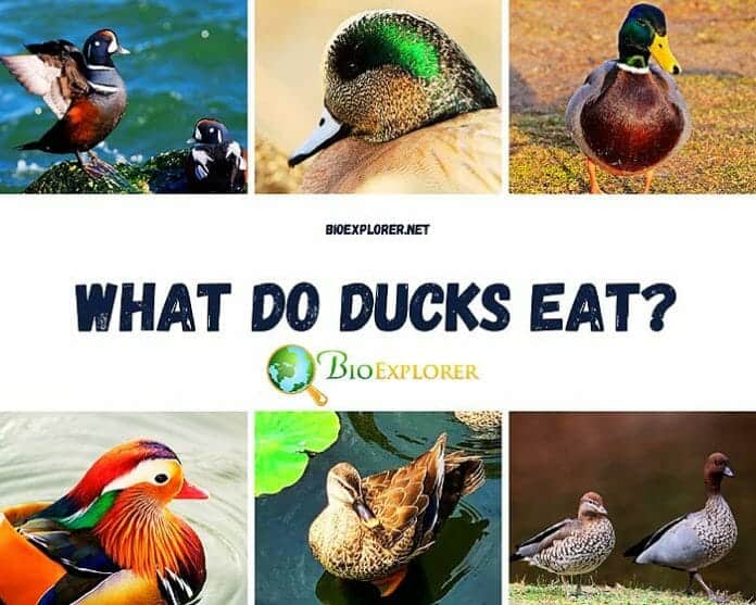 What Do Ducks Eat? What Do Ducks Eat?