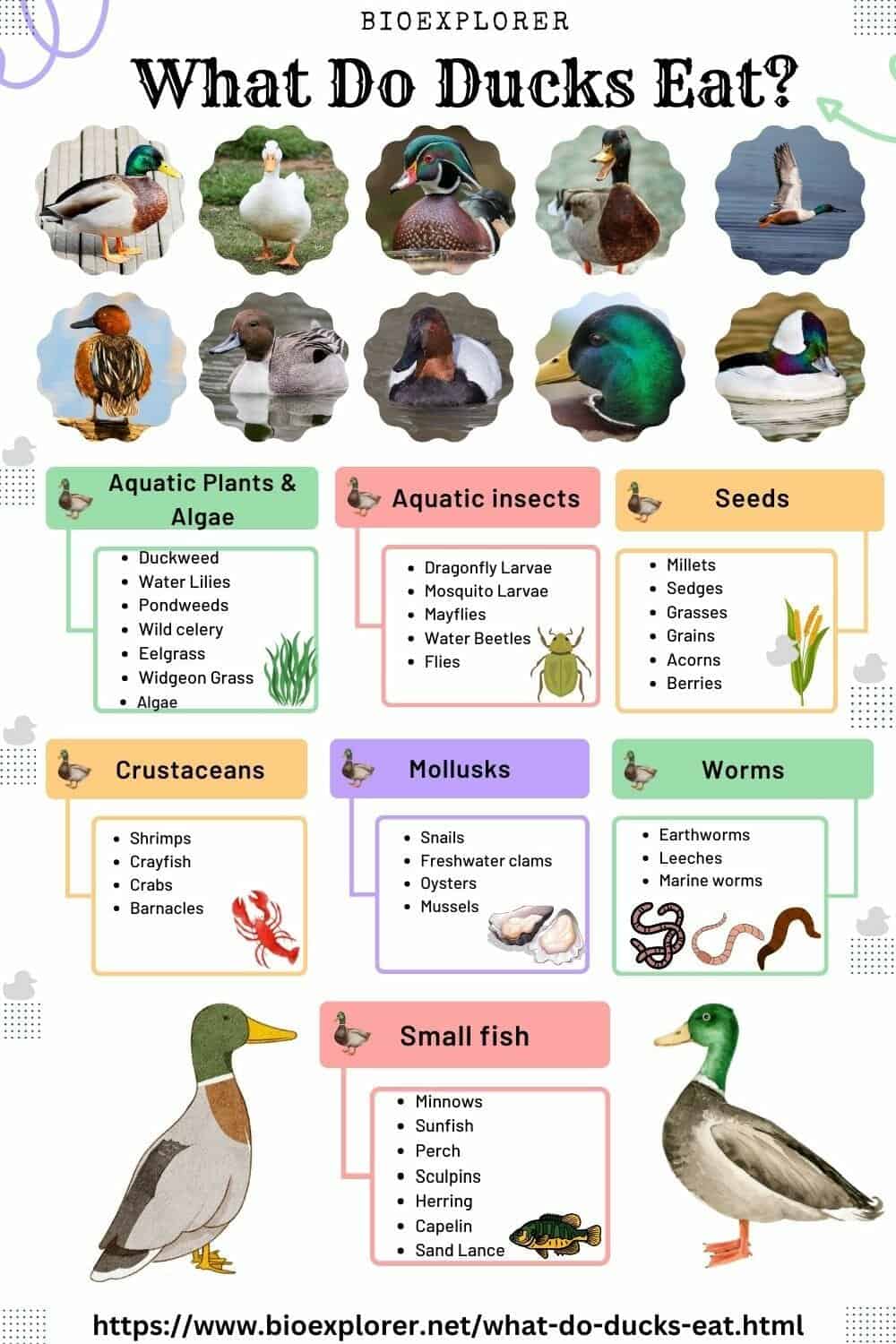 The difference between wild and farm raised duck