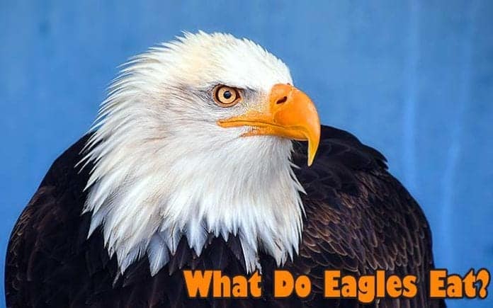 What Do Eagles Eat? What Do Eagles Eat?