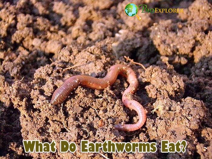 What Do Earthworms Eat?, Earthworms Diet