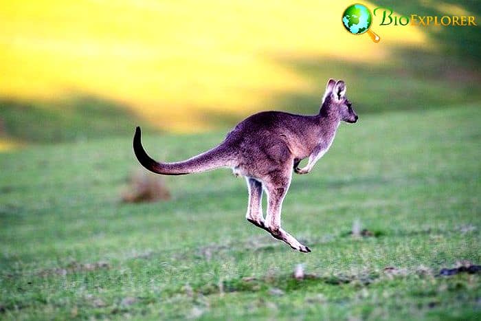 What Do Eastern Grey Kangaroos Eat? What Do Eastern Grey Kangaroos Eat?
