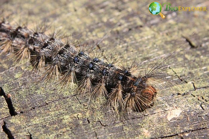 What Do Eastern Tent Caterpillar Moths Eat? What Do Eastern Tent Caterpillar Moths Eat?