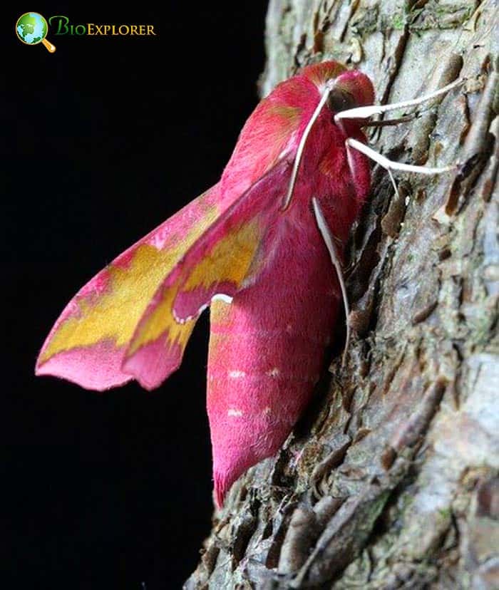 What Do Elephant Hawk Moths? What Do Elephant Hawk Moths?