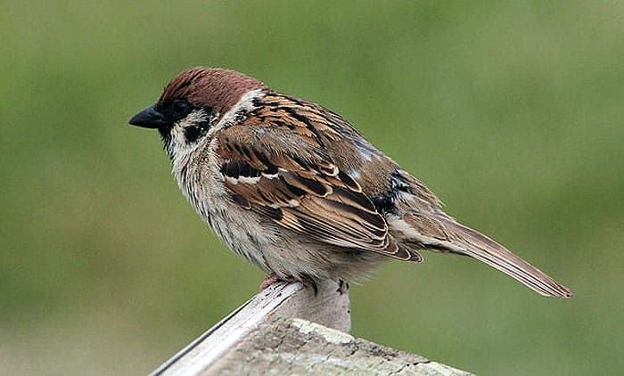 What do Eurasian Tree Sparrows eat? What do Eurasian Tree Sparrows eat?